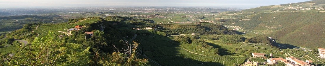 Amarone