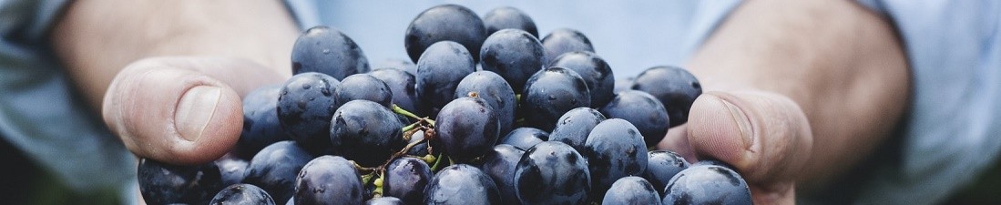 Cinsault