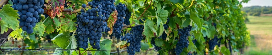 Pinot Noir
