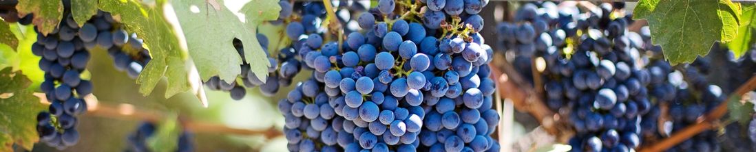 Merlot