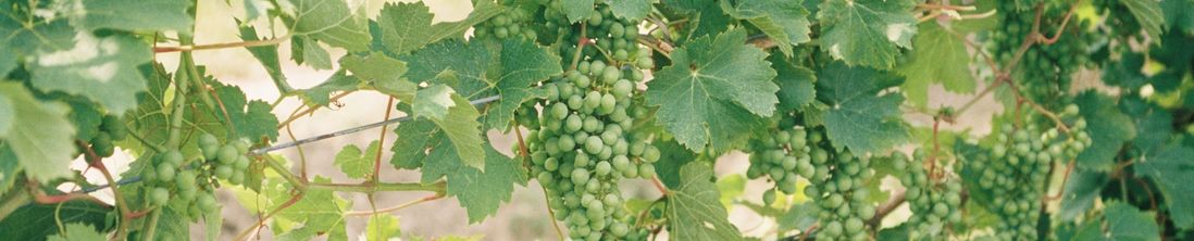 Riesling