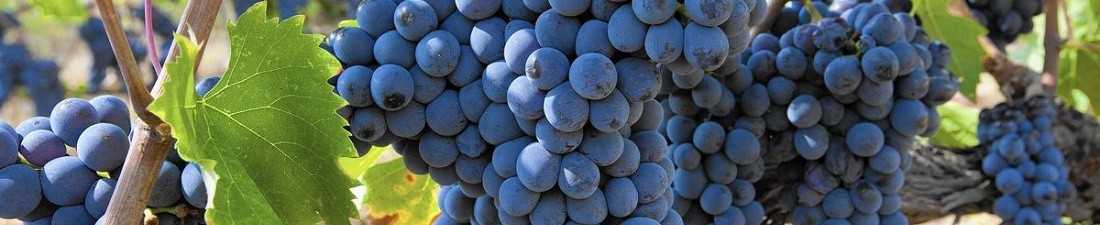 Sangiovese