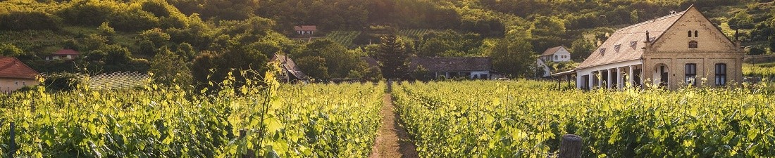 Syrah