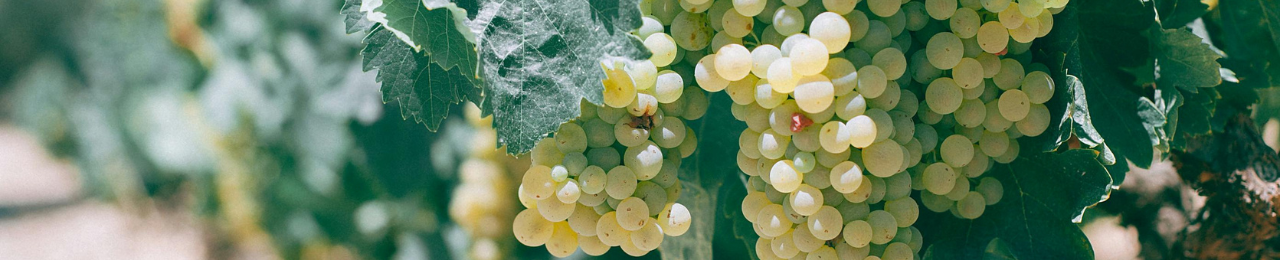 Semillon