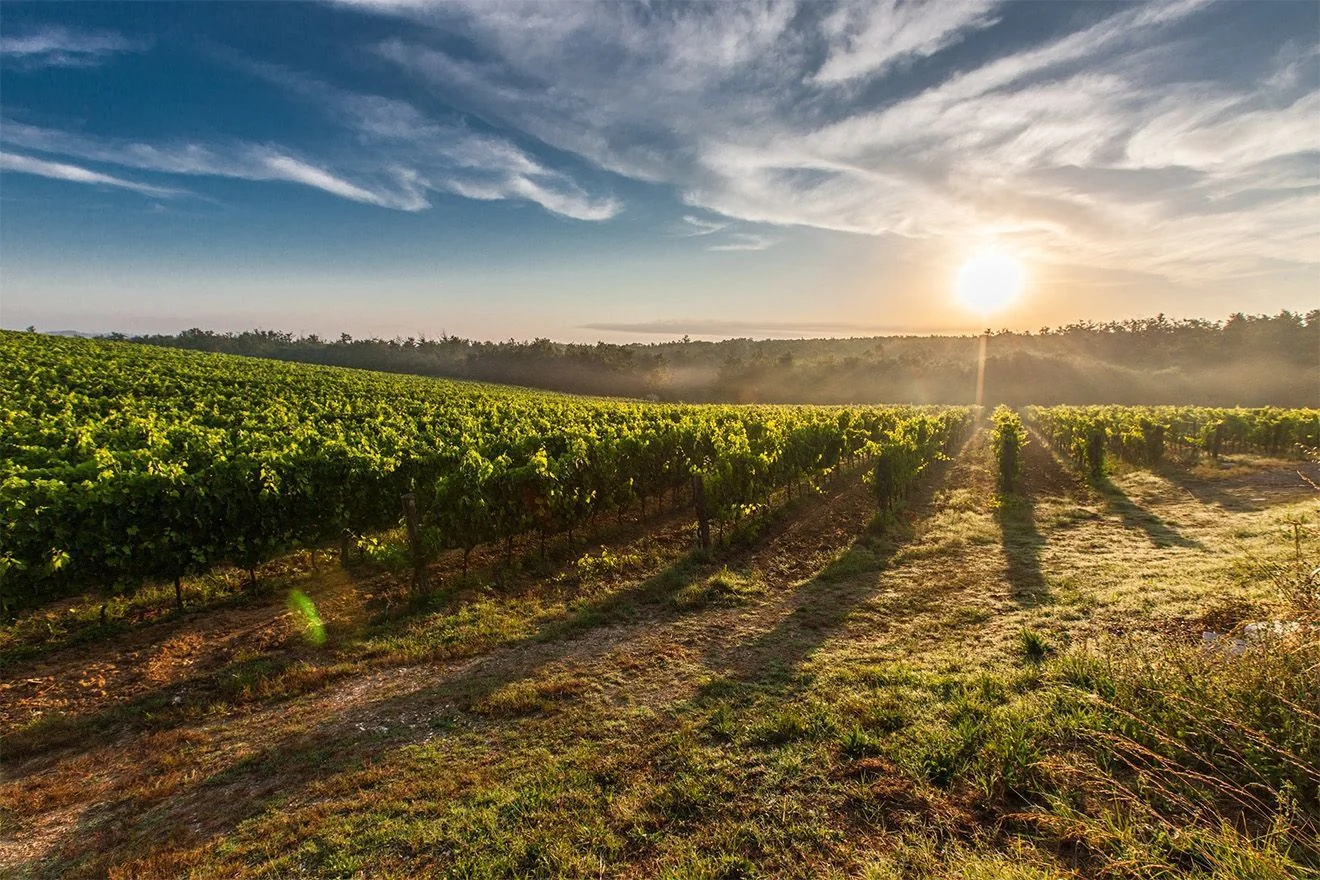 signature stellenbosch