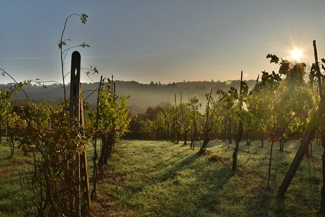 Casa la Tenca Carmenere