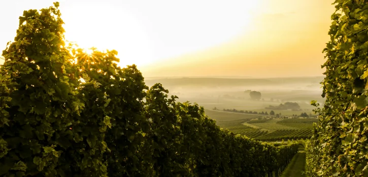chardonnay