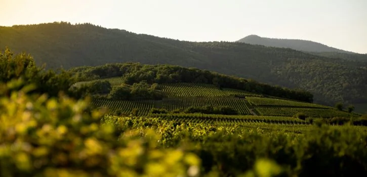 cabernet franc