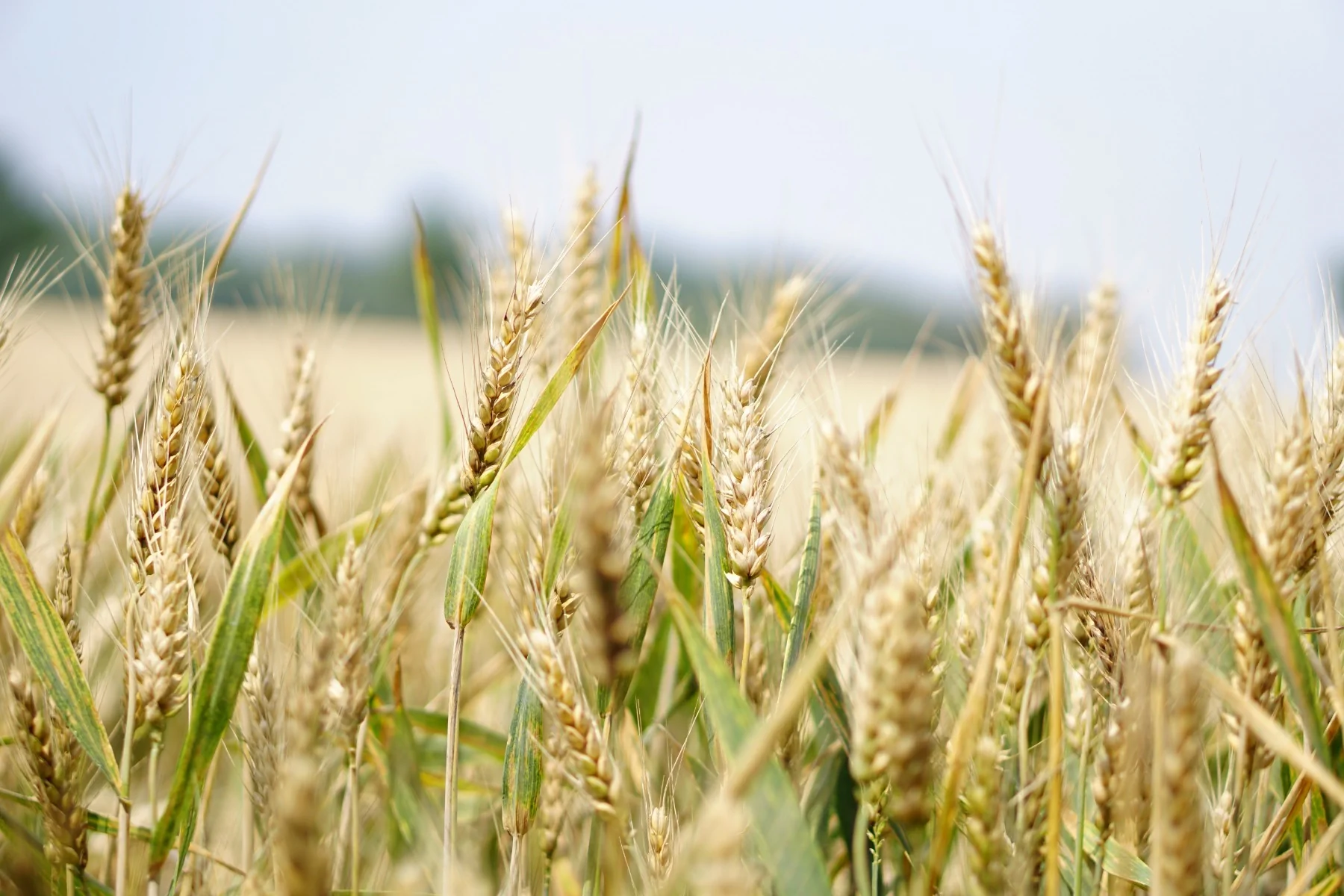 graan