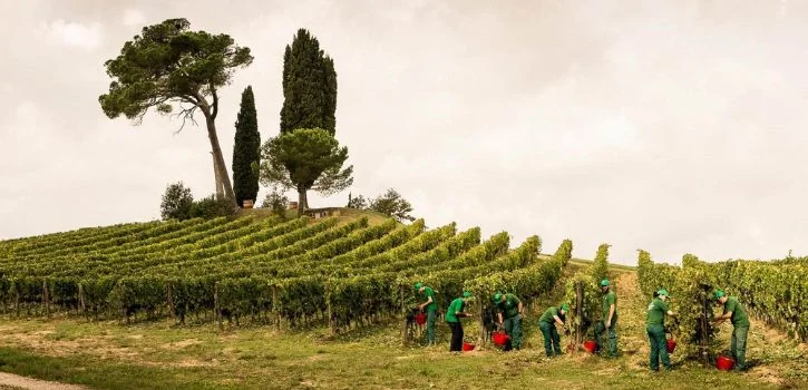 Piccini 1882 Puglia Appassimento Fiano - Chardonnay