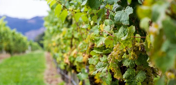 sauvignon blanc