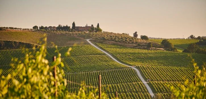 viognier