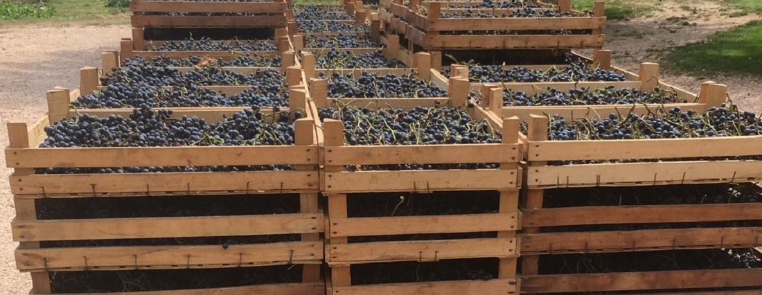 Amarone wijn