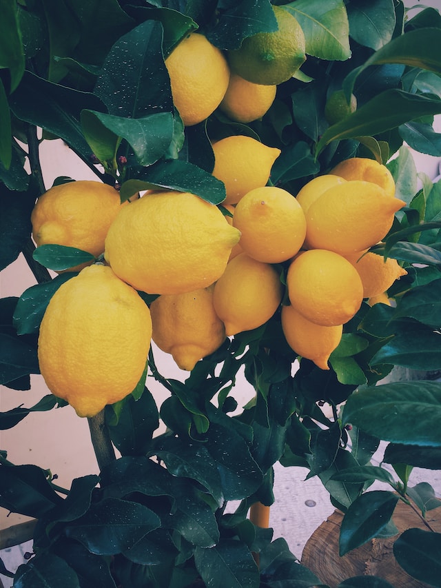Limoncello
