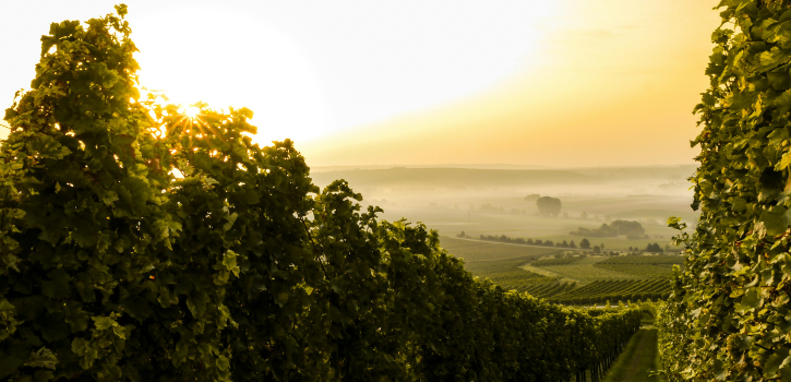 chardonnay