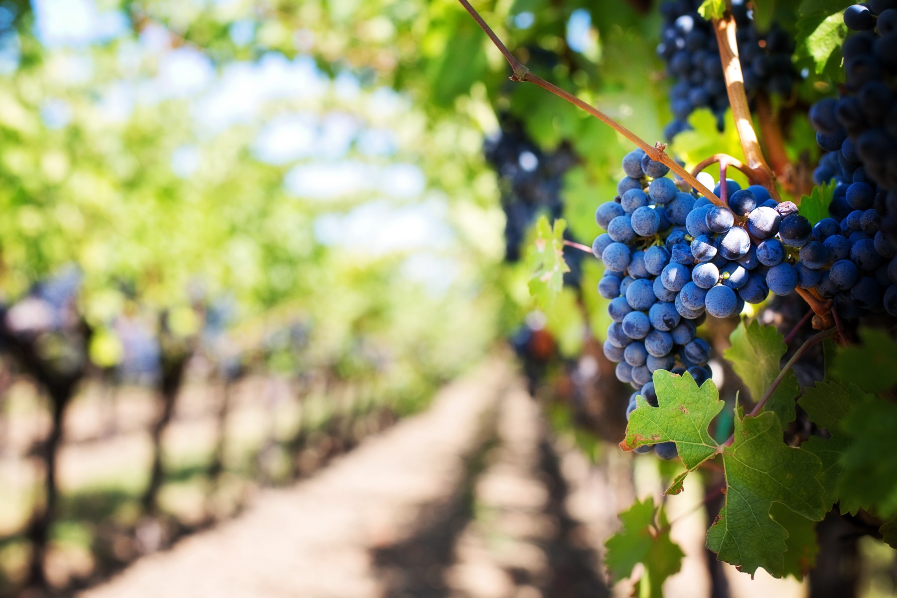 Malbec druif