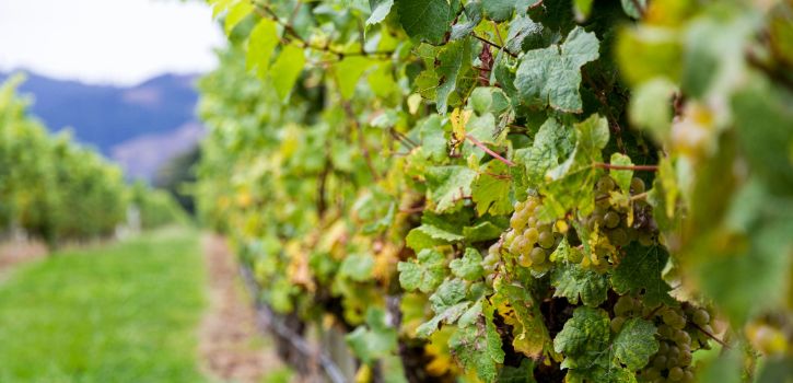 sauvignon blanc