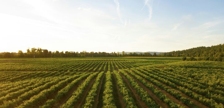 chenin blanc wijn